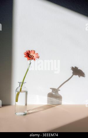 Pink gerbera flower in glass vase with shadow on white wall. Stock Photo