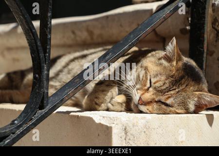 A tabby cat sleeps in the sun along a cement step; an iron railing passes overhead. Stock Photo