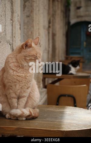 A pale orange tabby cat sits on an outdoor cafe table, eyes closed. In the background, another cat can be seen sleeping loaf-s on a separate table. Stock Photo