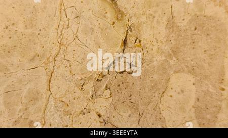 Detailed, full-frame shot showcases beige marble slab with intricate veins. Warm neutral color palette, smooth texture, and soft lighting create elega Stock Photo