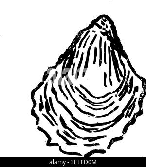 Hand Drawn Open Oyster Shell Vector Line Art Stock Vector