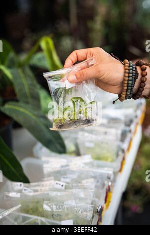 Person buys sprouts of exotic plants with roots but without soil in clear plastic bag in market Stock Photo