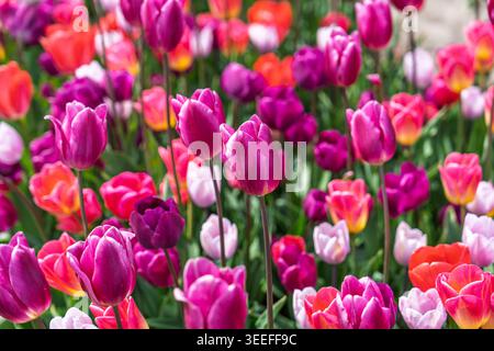 Colorful tulip field in Netherlands, vibrant mix of pink, purple, red, and white tulips Stock Photo