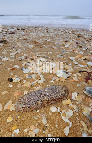 Dead sea cucumber or sea cucumber (Holothuriidae) and mussel shells on the beach, Algarve, Portugal Stock Photo