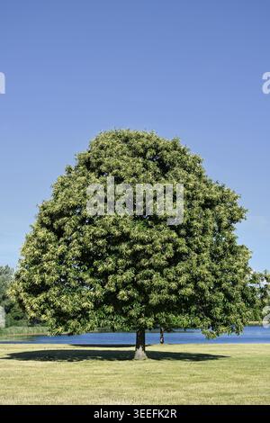 Sweet chestnut (Castanea sativa) in bloom in summer, North Rhine-Westphalia, Germany Stock Photo