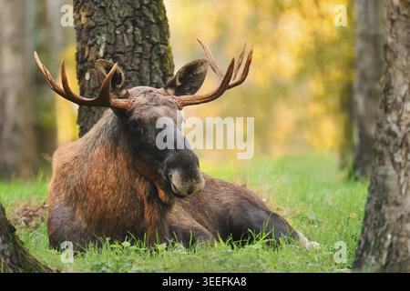 Eurasian moose (Alces alces alces), bull moose in autumn, Sweden Stock Photo