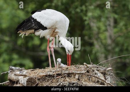 White stork (Ciconia ciconia) with chicks in the nest, North Rhine-Westphalia, Germany Stock Photo
