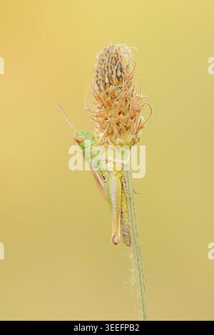 Meadow grasshopper (Chorthippus parallelus), female, North Rhine-Westphalia, Germany Stock Photo