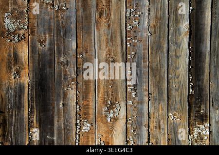 Wood texture background cowered by lichen Stock Photo