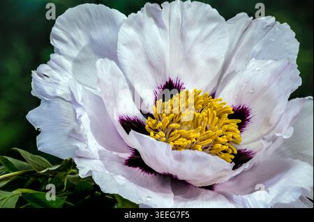 A stunning white tree peony in full bloom featuring a dark purple center and yellow stamens, with delicate water drops on the petals against a lush gr Stock Photo