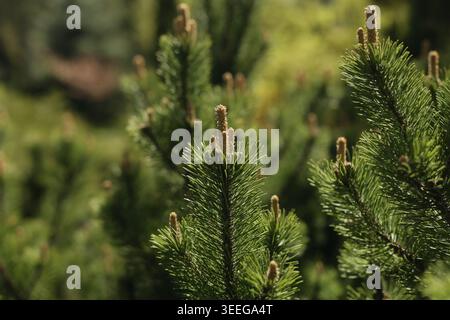 Pinus mugo. Pine branch with buds in spring, close up Stock Photo