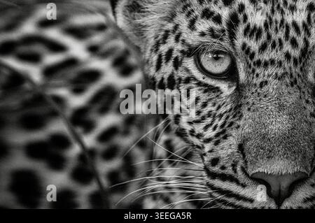 Leopard, Panthera pardus, close-up of young female in black and white. Stock Photo