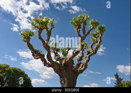 Low angle of treetop against the blue sky Stock Photo