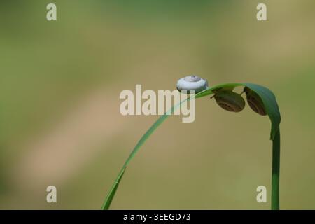 Macro View of a Garden Snail Shell with Detailed Spiral Pattern Resting on a Vibrant Green Leaf Stem Stock Photo