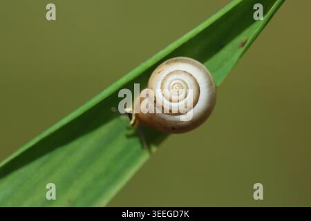 Macro View of a Garden Snail Shell with Detailed Spiral Pattern Resting on a Vibrant Green Leaf Stem Stock Photo