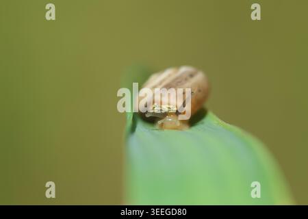 Macro View of a Garden Snail Shell with Detailed Spiral Pattern Resting on a Vibrant Green Leaf Stem Stock Photo