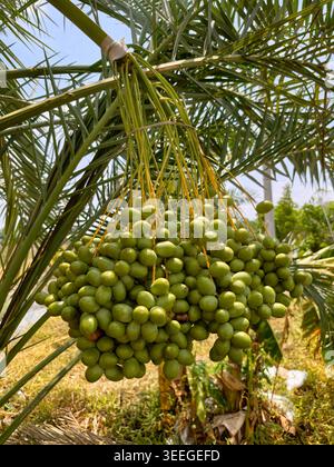 Close-up cluster of shiny unripe green dates hanging from palm tree Stock Photo