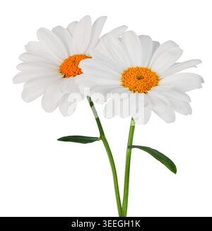 "Two beautiful white Daisy in bloom" (Marguerite) isolated on white background, including clipping path. Stock Photo
