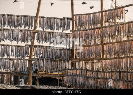 Scenic landscape view of fish drying on vertical bamboo racks before sunset, Nazirartek fishing village, Cox's Bazar, Bangladesh Stock Photo