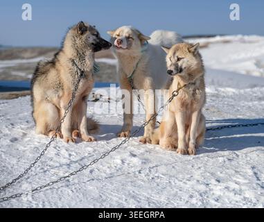 Sled dogs in Ilulissat town, west Greenland Stock Photo