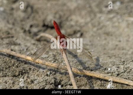 Ruddy Marsh Skimmer perched near Nalsarovar, Gujarat Stock Photo