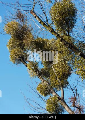 European mistletoe on a tree branches against blue sky Stock Photo