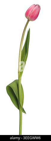 Single pink tulip flower isolated on white background Stock Photo