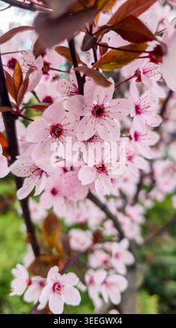 A close-up of delicate plum blossoms. White flowers on a tree branch against a blue sky and soft bokeh. A springtime atmosphere, freshness, nature, se Stock Photo