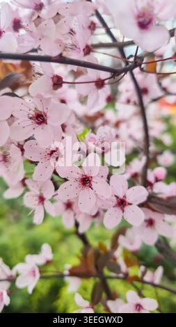 A close-up of delicate plum blossoms. White flowers on a tree branch against a blue sky and soft bokeh. A springtime atmosphere, freshness, nature, se Stock Photo