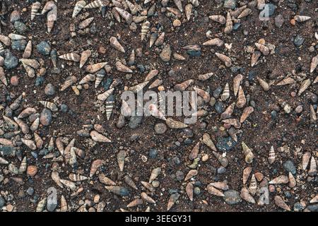 Seashells on Dark Beach Sand Stock Photo
