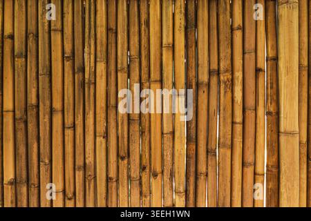 Golden bamboo wall texture tropical wooden fence natural background Stock Photo