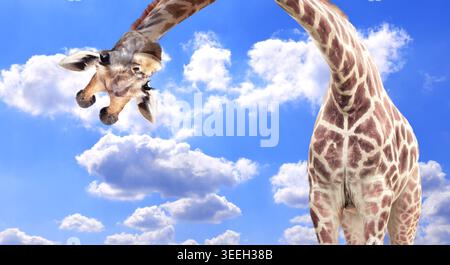 Giraffe face head hanging upside down. Cute giraffe looks interested. Animal stares interested on blue sky background. Curious giraffe peers down from Stock Photo
