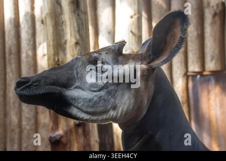 Okapi (Okapia johnstoni), auch Waldgiraffe oder Kurzhalsgiraffe, Wuppertal, Nordrhein-Westfalen, Deutschland Stock Photo