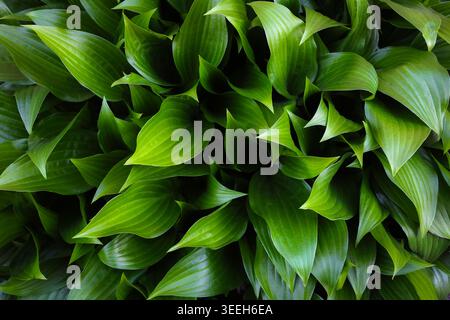 Vibrant green garden leaves in a seamless natural pattern for summer design Stock Photo