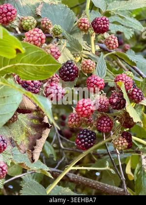 Close-up of ripening blackberries in different stages of maturity growing on a wild bramble bush. Red and dark berries surrounded by green leaves. Stock Photo