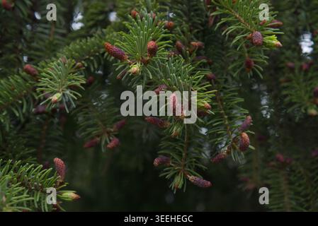 Close-up of spruce (Picea) branches with tender green needles and young spring cones. red cones on spruce branches in spring. High quality photo Stock Photo
