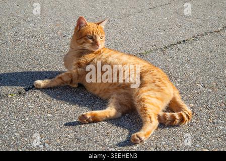 Orange tabby cat lying. Stock Photo