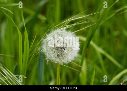 Ripe fluffy dandelion among tall green grass. High quality Close-up of a white fluffy seed head of a dandelion (Taraxacum officinale) with parachute seeds, surrounded by lush meadow greenery. Stock Photo