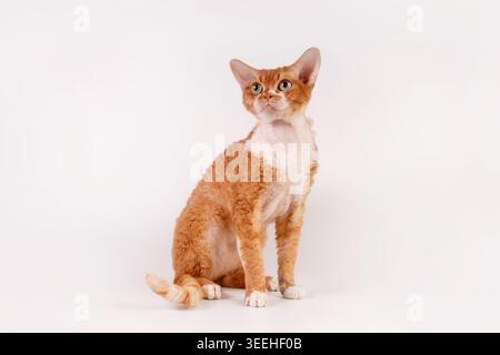 Red Devon Rex Cat Sitting and Looking Up on White Stock Photo