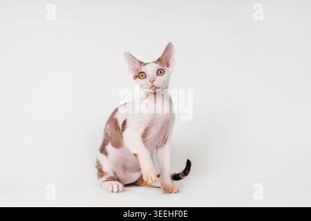Portrait of Devon Rex Cat with Golden Eyes Stock Photo