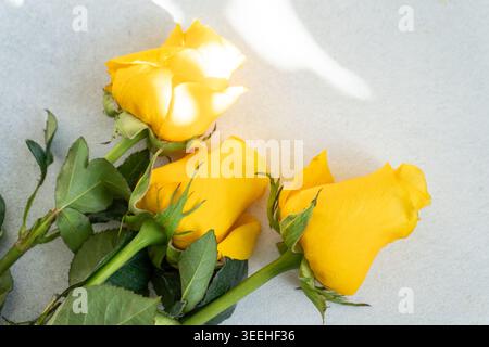 Three Beautiful Yellow Roses on a Grey Background with sunlight soft shadows. Stock Photo