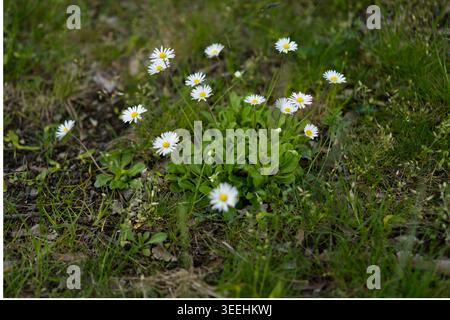 White daisies with yellow centers on a green lawn. Stock Photo