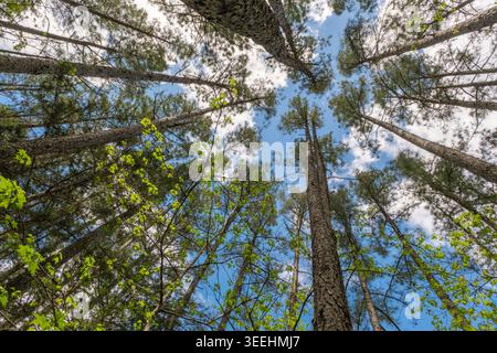 Looking up through tall pine trees Stock Photo