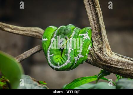 Closeup of a green tree python coiled around a branch Stock Photo