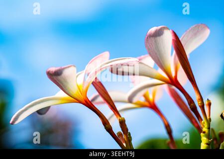 Low angle view of white and pink Plumeria flowers blooming against vibrant blue sky background with bright sunlight and copy space in summer Stock Photo