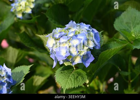 blue hydrangea flowers blossom in sunny spring day Stock Photo