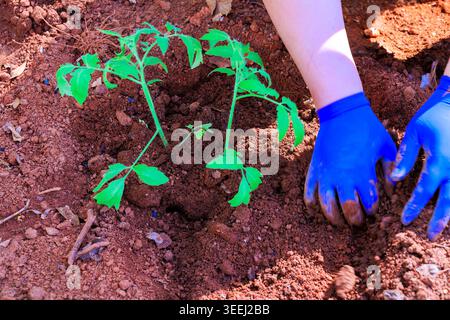 Gardener is planting young tomato plants in soil while wearing blue gloves on warm day. Stock Photo