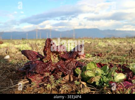 Ripe red Romaine lettuce is growing in a field in the end of winter. Stock Photo