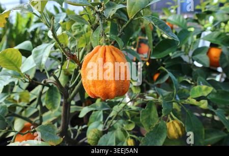 Corrugated bitter orange, or Citrus Aurantium Corrugata, hanging on branch in an orchard. It is used for perfume, essential oil and herbal medicine Stock Photo