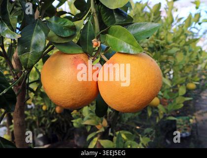 Pair of ripe pink grapefruits hanging on plant in greenhouse cultivation. Stock Photo